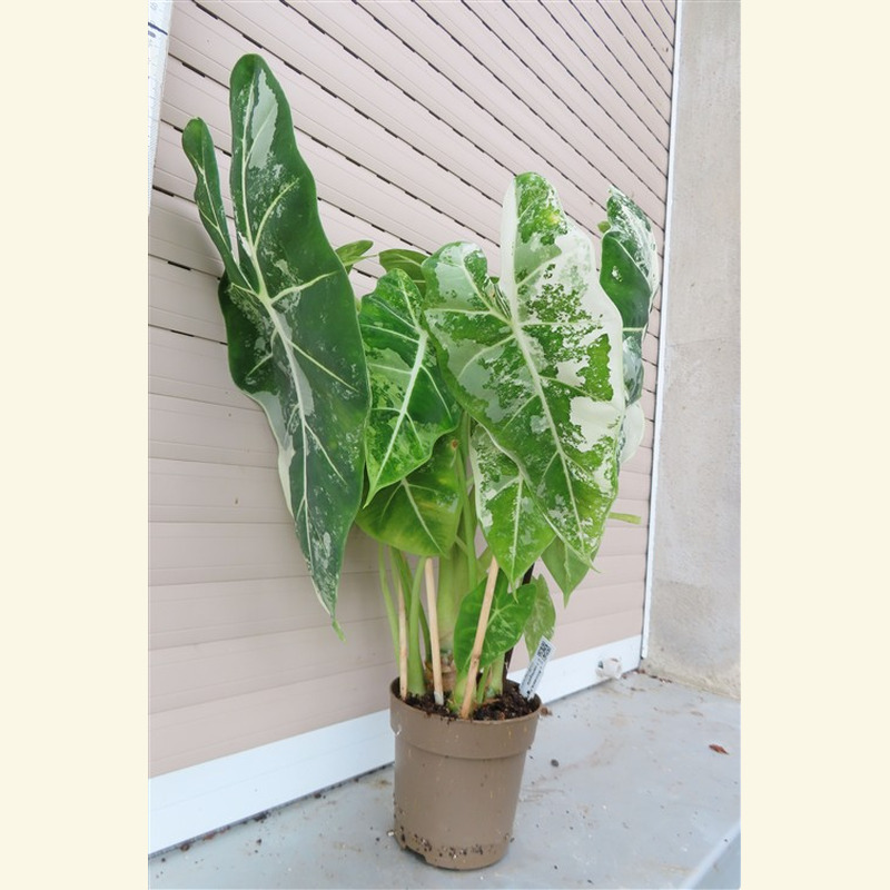 Alocasia frydek variegata