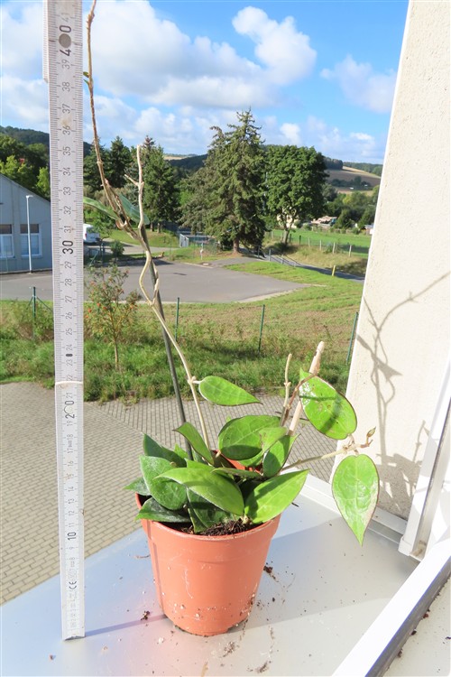 Hoya parasitica black edge – Bild 2
