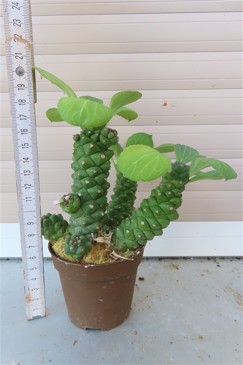 Euphorbia ritchiei – Bild 2
