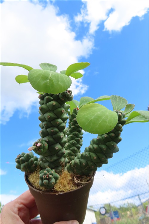 Euphorbia ritchiei – Bild 3