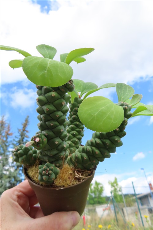 Euphorbia ritchiei – Bild 4