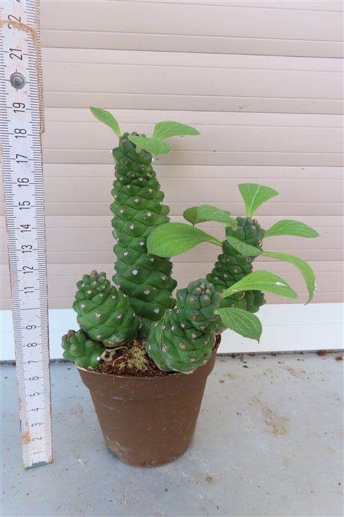 Euphorbia ritchiei – Bild 3