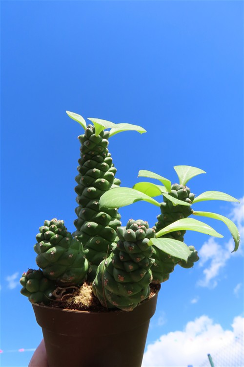 Euphorbia ritchiei – Bild 2