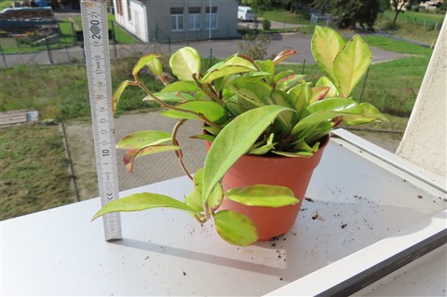 Hoya carnosa tricolor – Bild 2