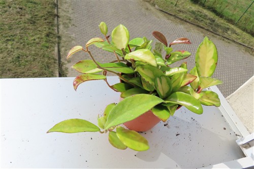 Hoya carnosa tricolor – Bild 3