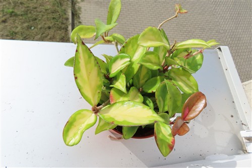 Hoya carnosa tricolor – Bild 4
