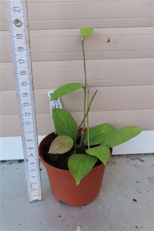 Hoya fitchii – Bild 2