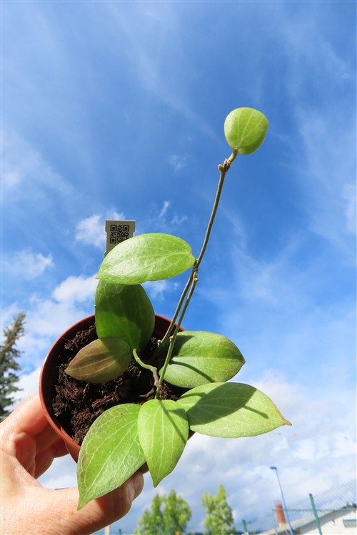 Hoya fitchii – Bild 3