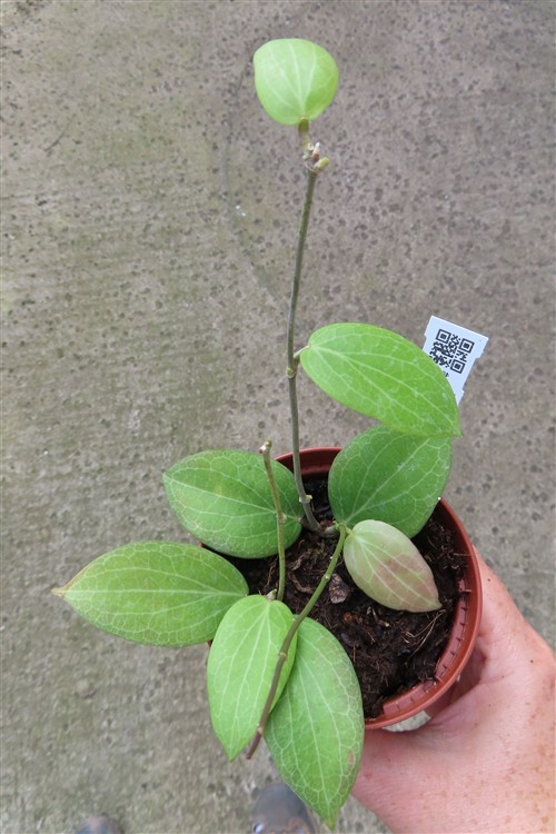 Hoya fitchii – Bild 4
