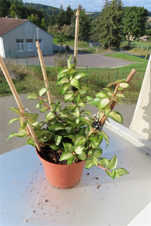 Hoya sp. Bruno – Bild 3