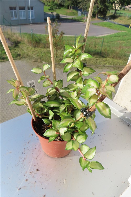 Hoya sp. Bruno – Bild 2