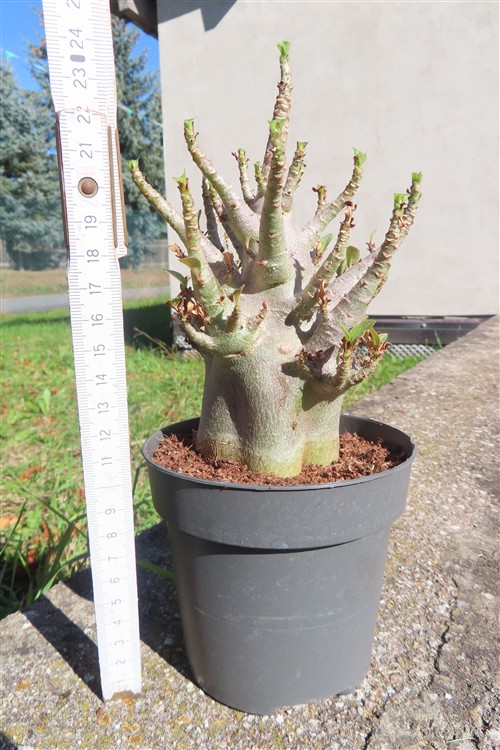 Adenium Baobab – Bild 2