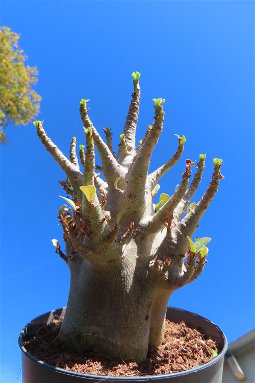 Adenium Baobab – Bild 4