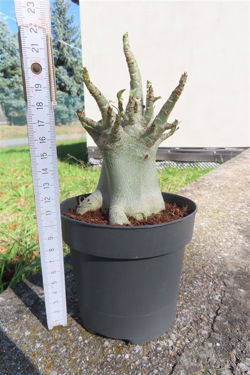 Adenium Baobab – Bild 2