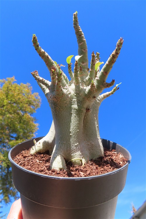 Adenium Baobab – Bild 3
