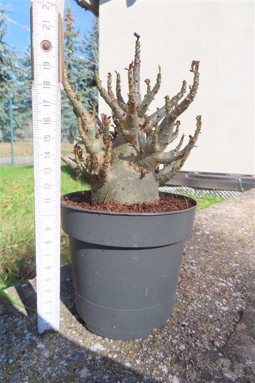 Adenium Baobab – Bild 2
