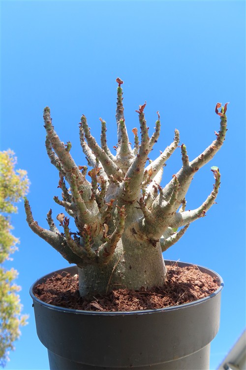 Adenium Baobab – Bild 3