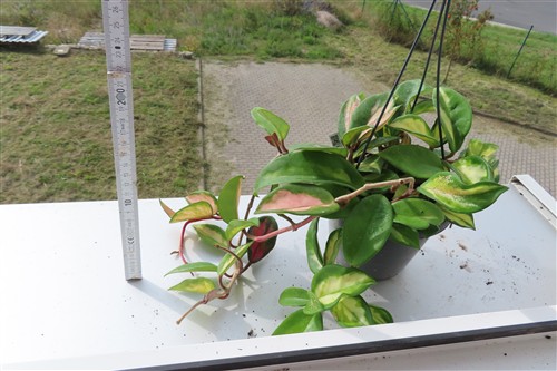 Hoya carnosa tricolor – Bild 2