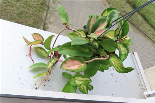 Hoya carnosa tricolor – Bild 3