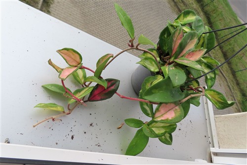 Hoya carnosa tricolor – Bild 4