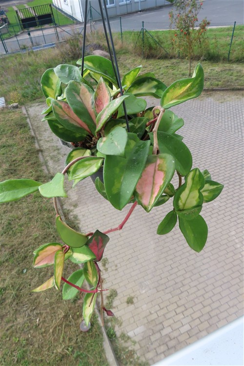 Hoya carnosa tricolor – Bild 5