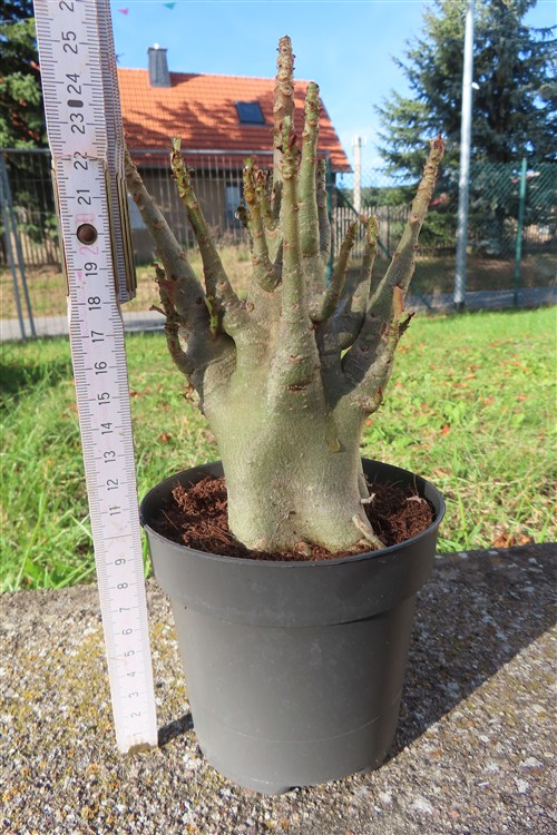 Adenium Baobab – Bild 2