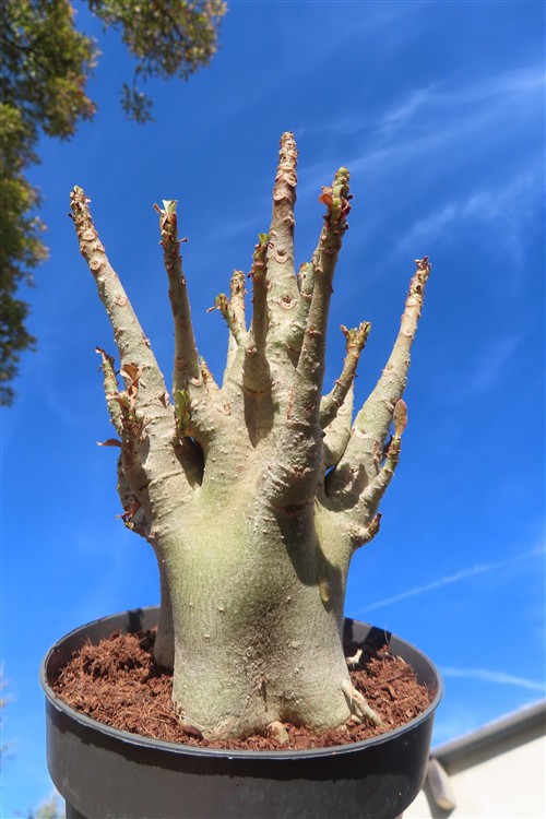 Adenium Baobab – Bild 3