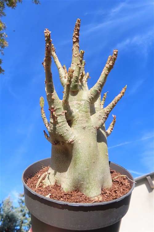 Adenium Baobab – Bild 4