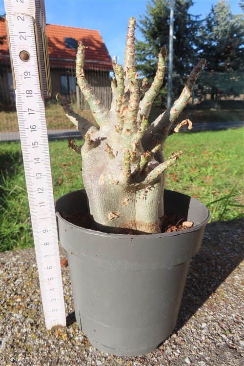 Adenium Baobab – Bild 2
