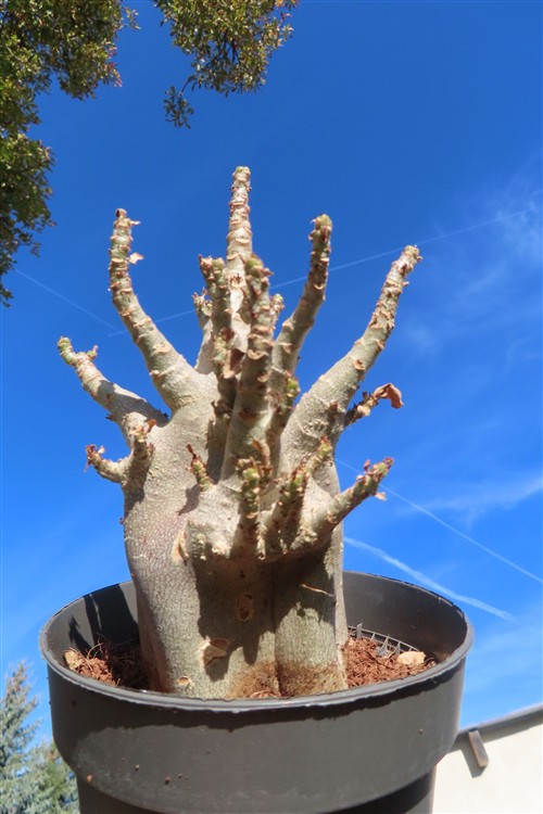 Adenium Baobab – Bild 3