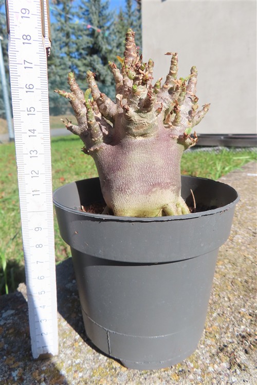 Adenium Baobab – Bild 2