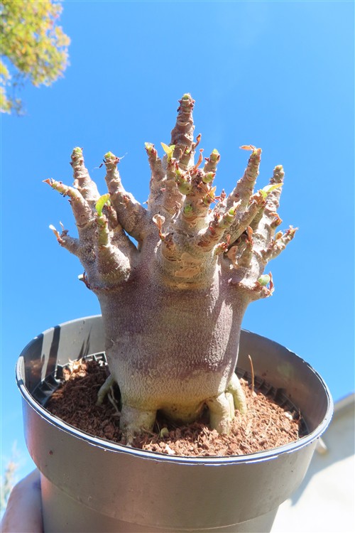 Adenium Baobab – Bild 3