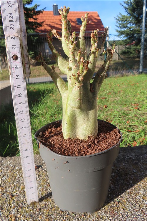 Adenium Baobab – Bild 2