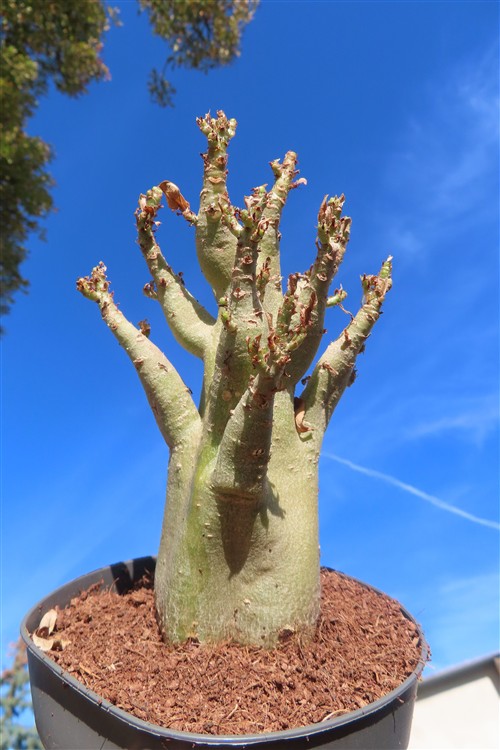 Adenium Baobab – Bild 3