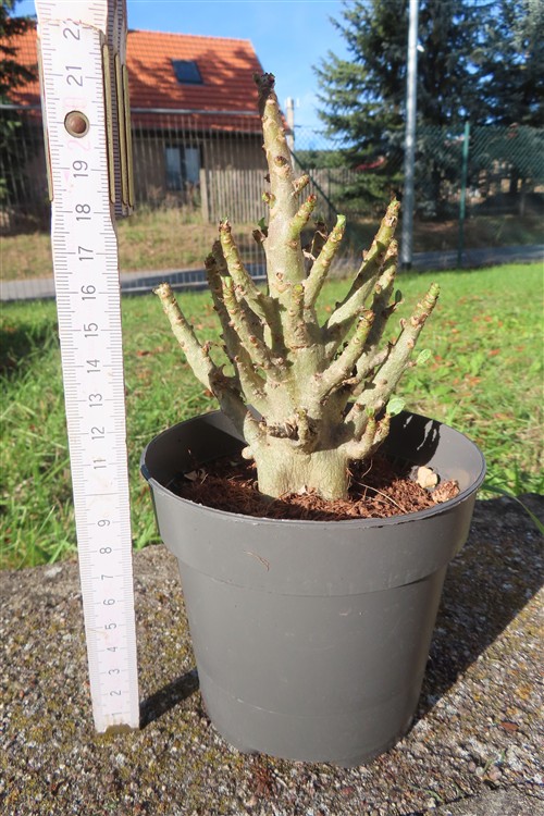 Adenium Baobab – Bild 2