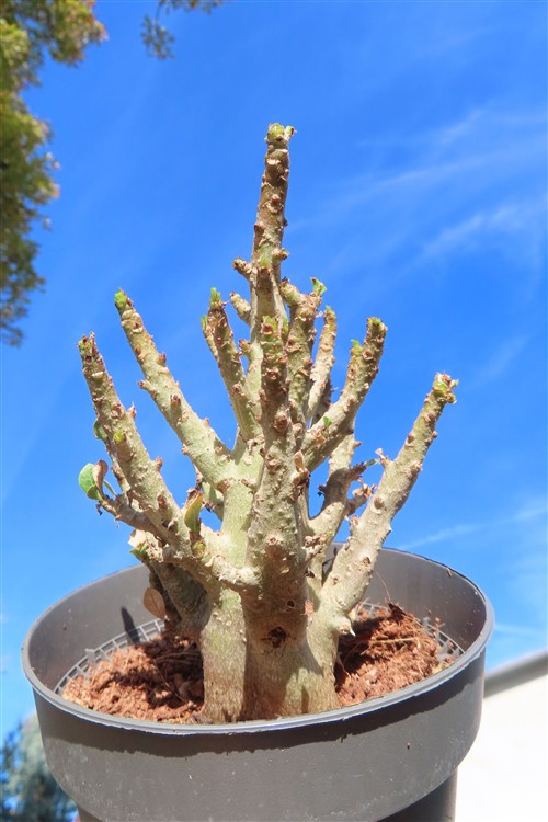 Adenium Baobab – Bild 3