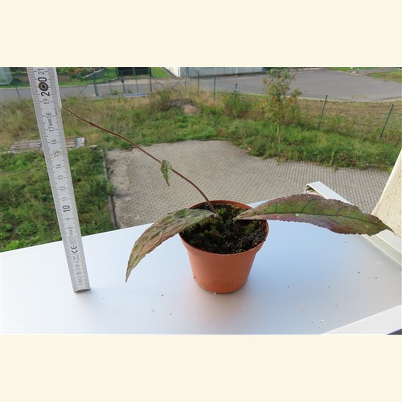 Hoya clemensiorum Dark Leaf – Bild 2