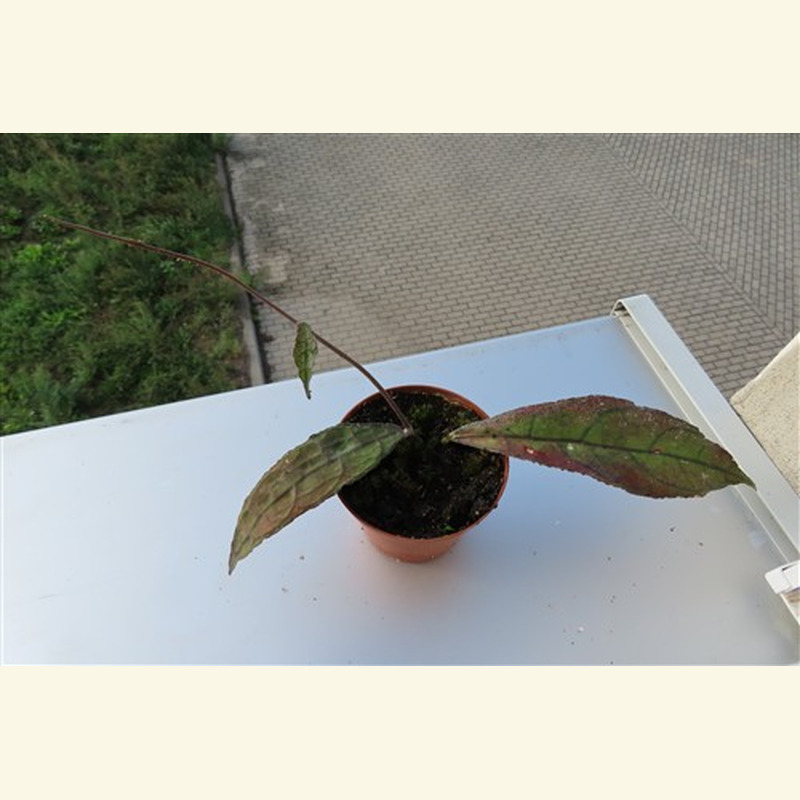 Hoya clemensiorum Dark Leaf – Bild 3