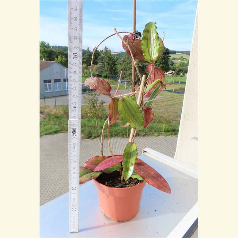 Hoya erythrina – Bild 2