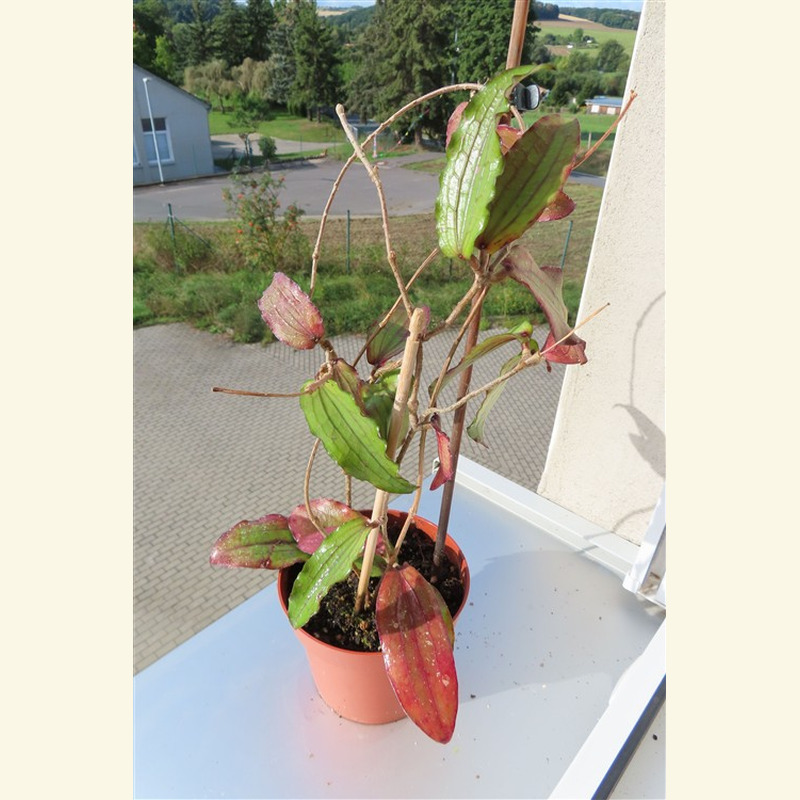 Hoya erythrina – Bild 3