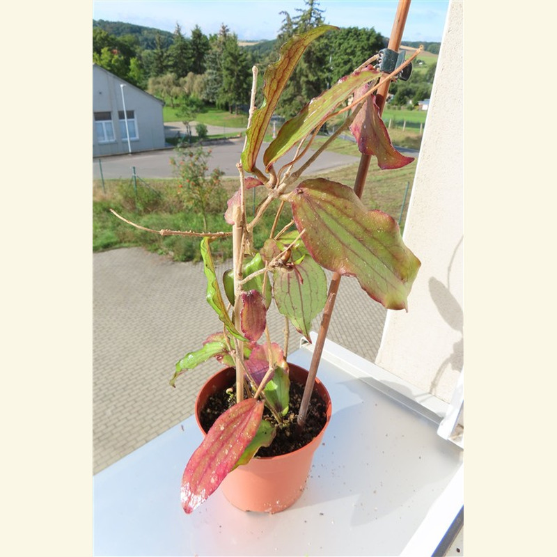 Hoya erythrina – Bild 4