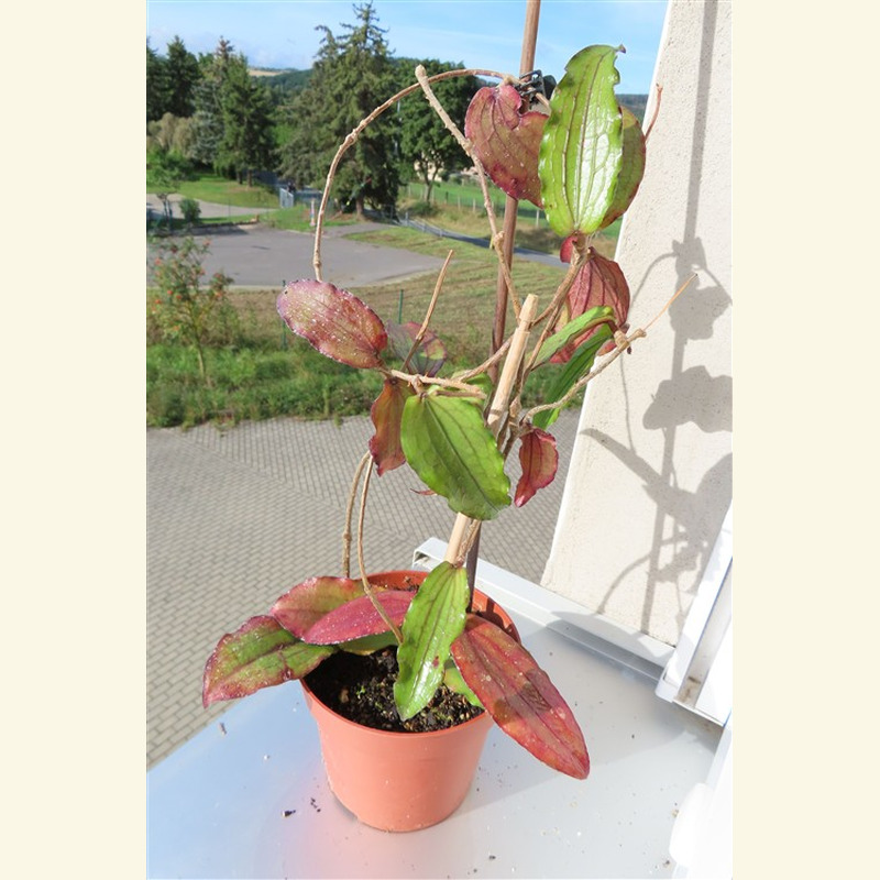 Hoya erythrina – Bild 5