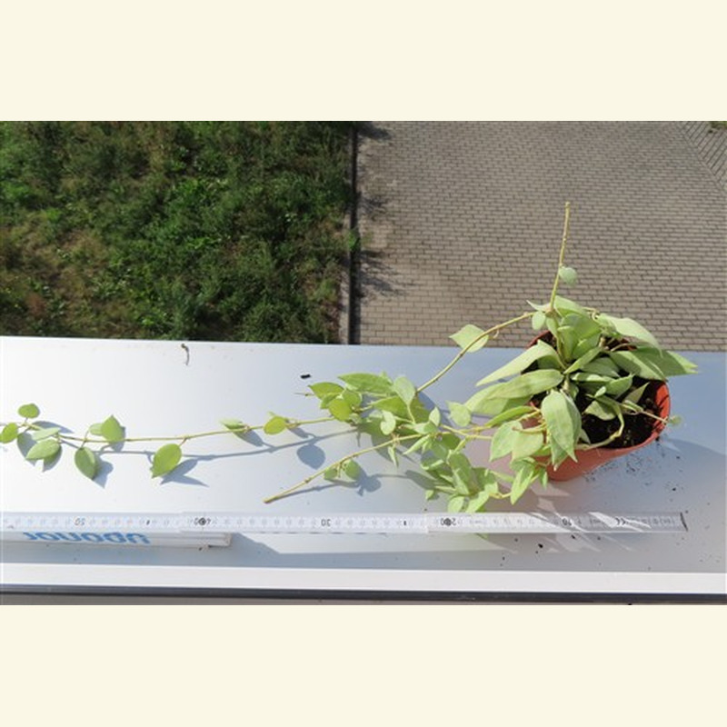 Hoya lacunosa mint – Bild 2