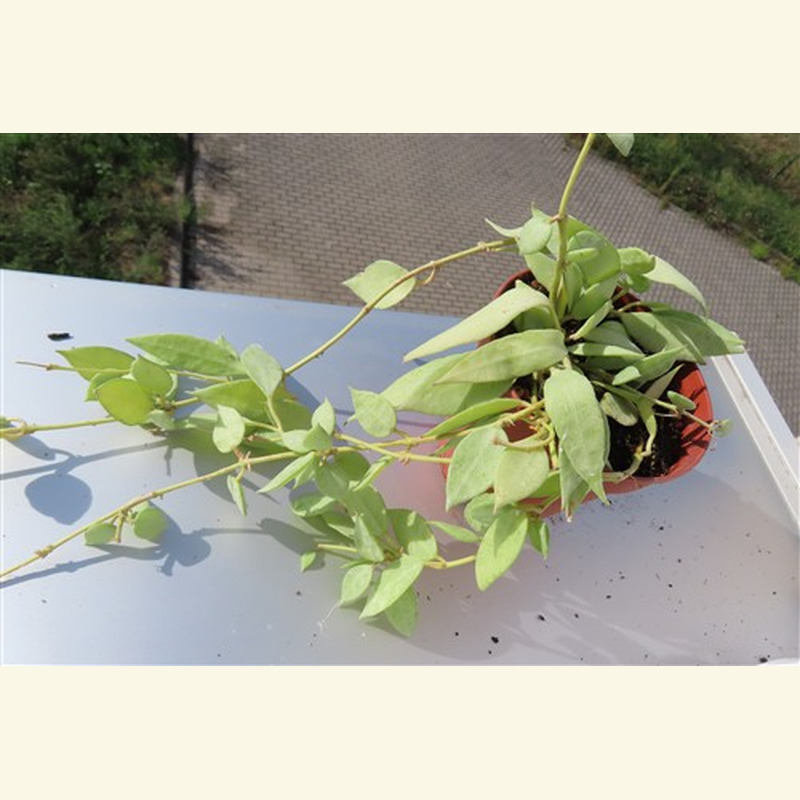Hoya lacunosa mint – Bild 3