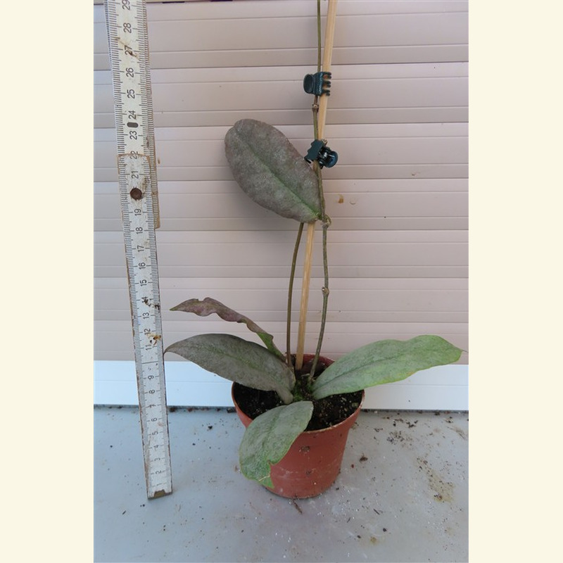Hoya Mitrata silver – Bild 2