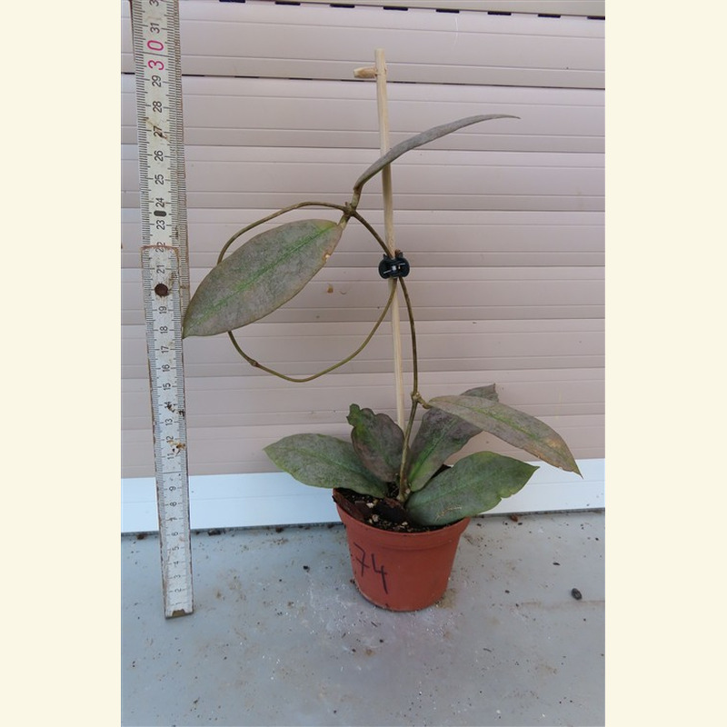 Hoya Mitrata silver – Bild 2