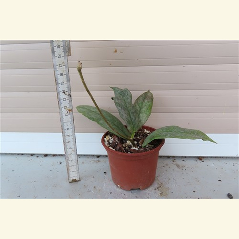 Hoya Mitrata silver – Bild 2