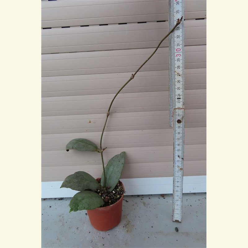 Hoya Mitrata silver – Bild 2