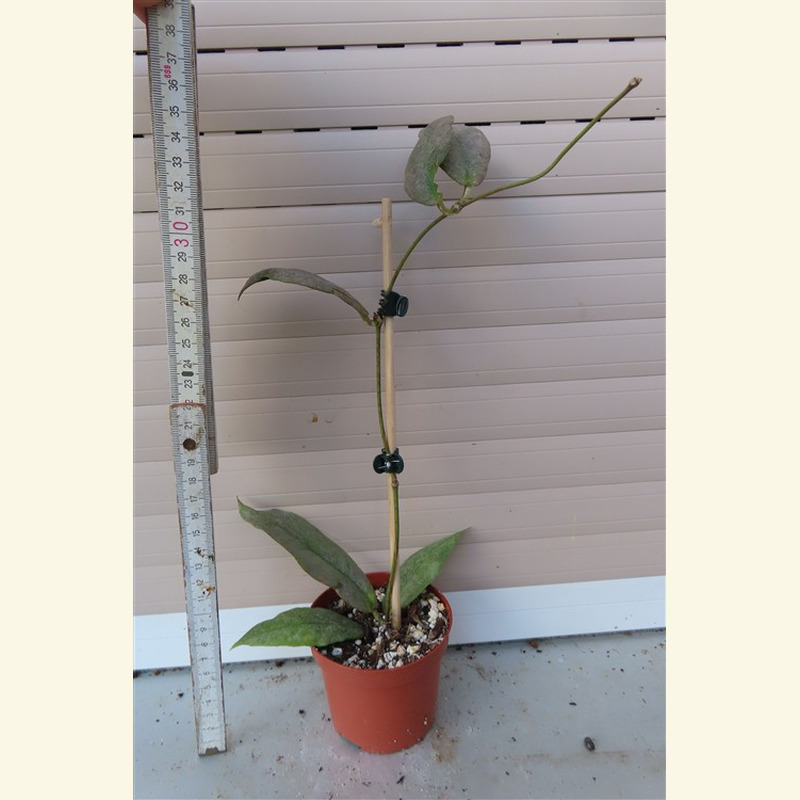 Hoya Mitrata silver – Bild 2
