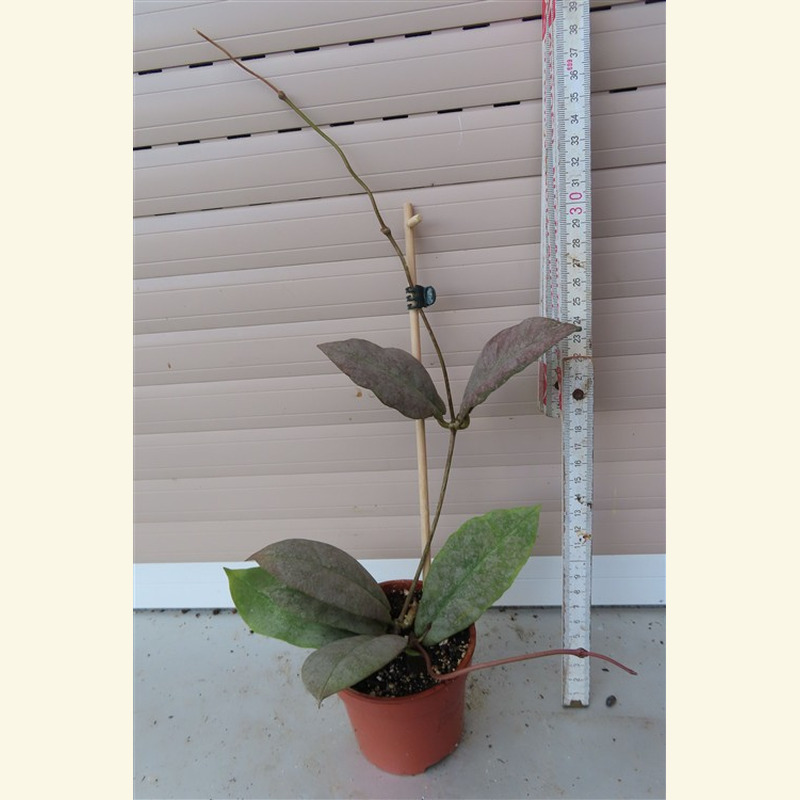 Hoya Mitrata silver – Bild 2